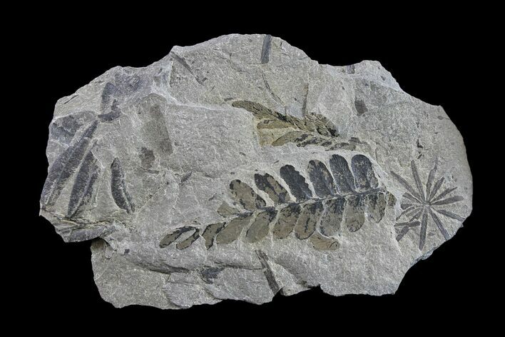 Pennsylvanian Fossil Flora Plate - Kentucky #154660